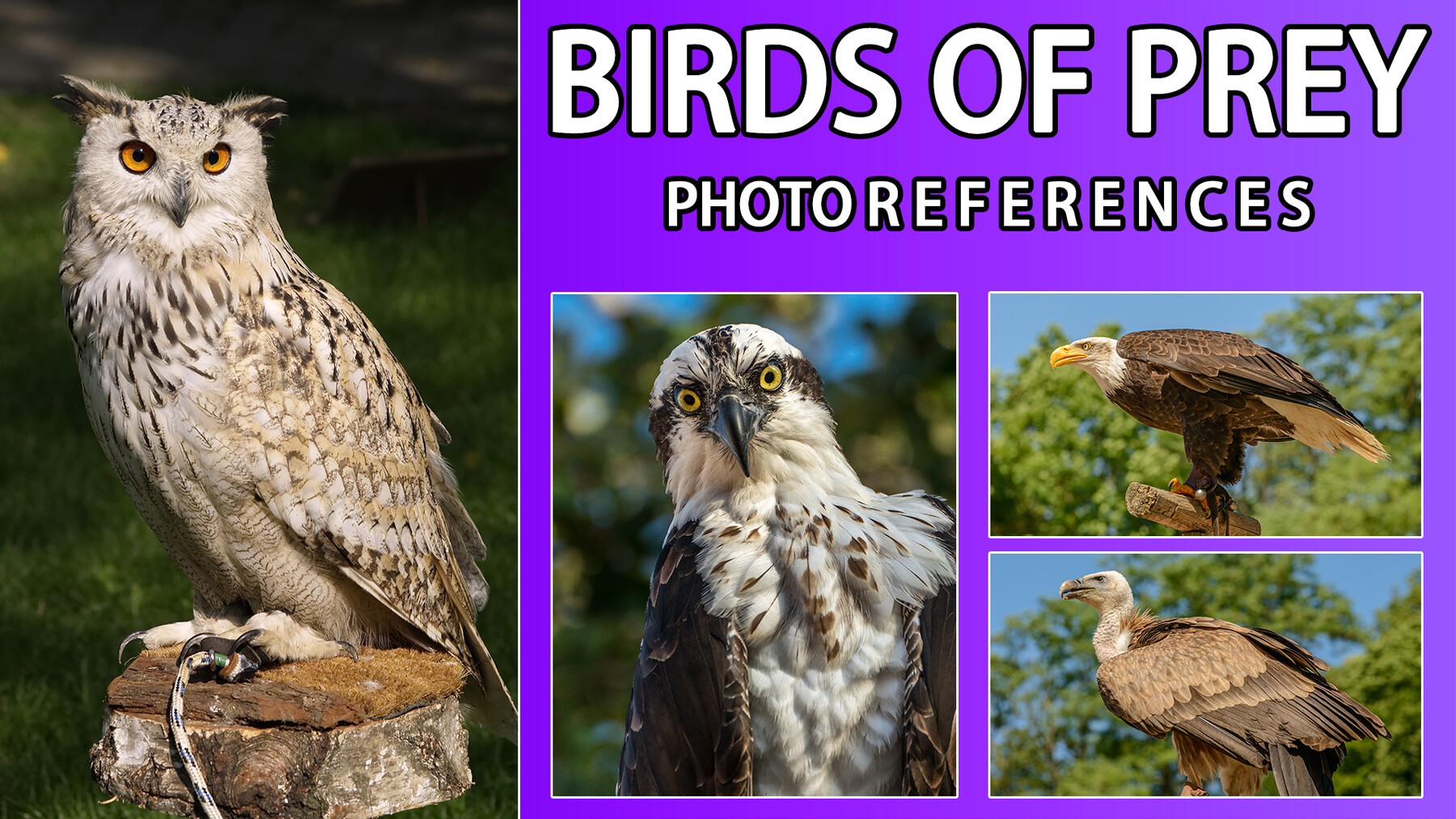 ArtStation - 500 Birds of Prey Photo Reference -Vol 1 | Resources