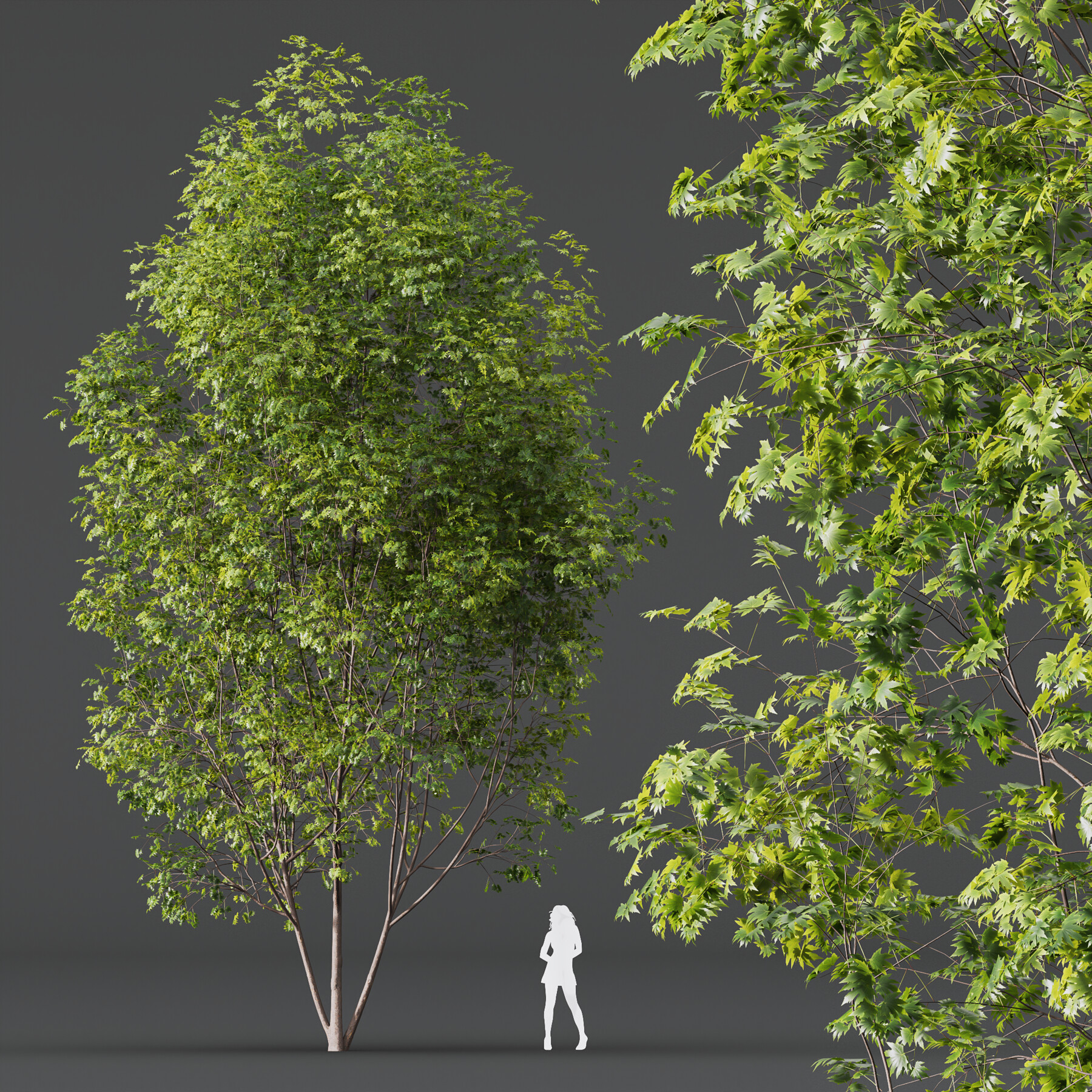 ArtStation - Set of Silver Maple Trees (Acer Saccharinum) (2 Trees)