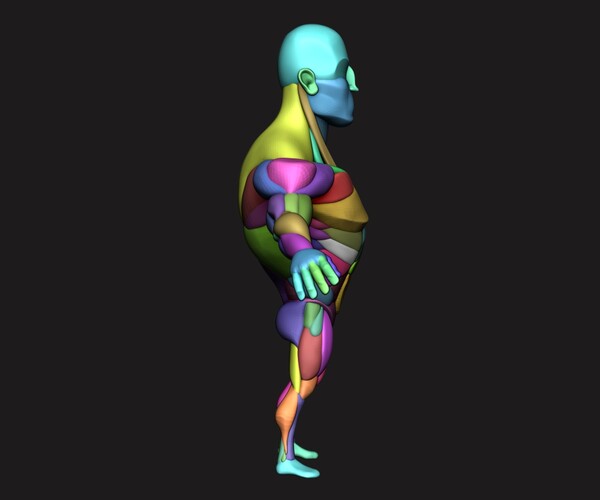 ArtStation - Stylized Anatomy Blockout V1 | Resources