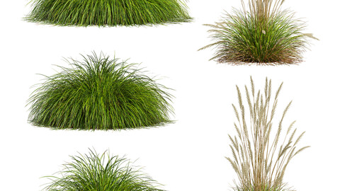 Calamagrostis Acutiflora Karl Foerster and Carex Elata Aurea Grass