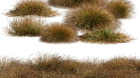 Carex Testacea Orange Sedge Grass Prairie Fire