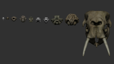 animal Skulls