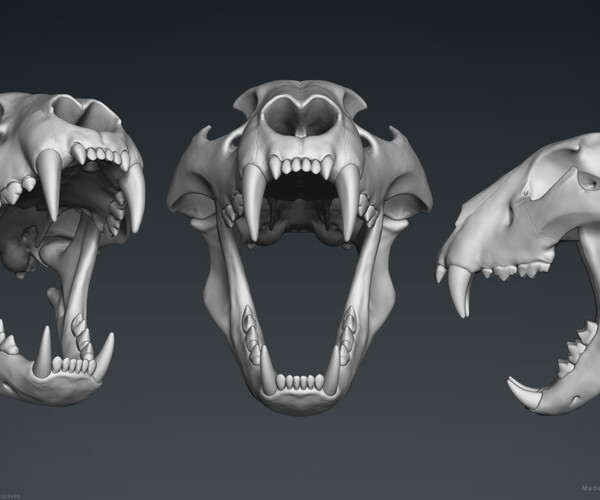 ArtStation - Lion Skull (with vertebrae) | Resources