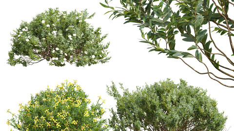 Cistus Albidus Zistrose and Coronilla Valentina Glauca and Cistus Albidus Zistrose Flower White