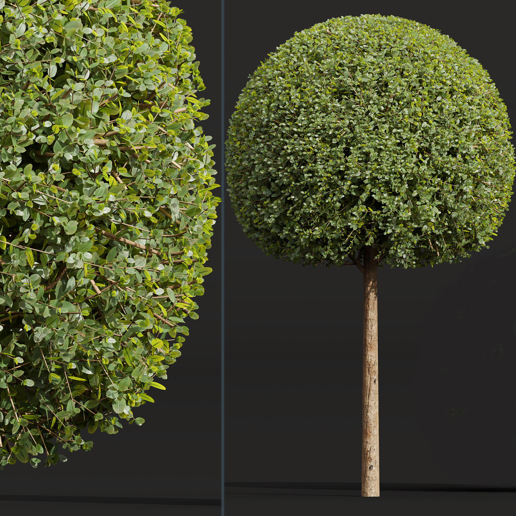 ArtStation - Ficus Concinna Bonsai-2bush | Game Assets