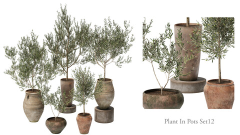 plant in pots _ set 12