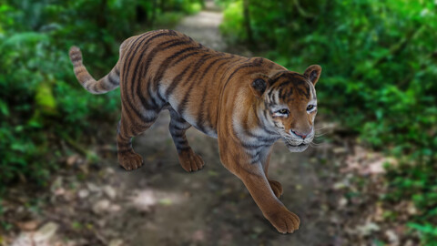 Fur Tiger Rigged & Animation in Blender - Unity