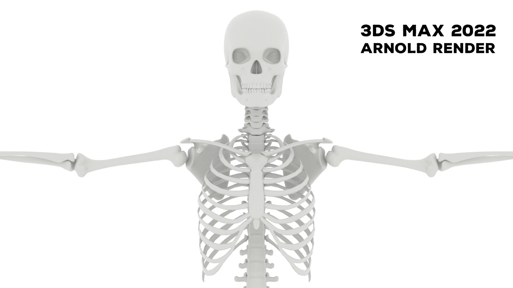 Включи скелет 3. Скелет 3д. Скелет 3д модель. Скелет в 3/4. Скелет 3 класс.