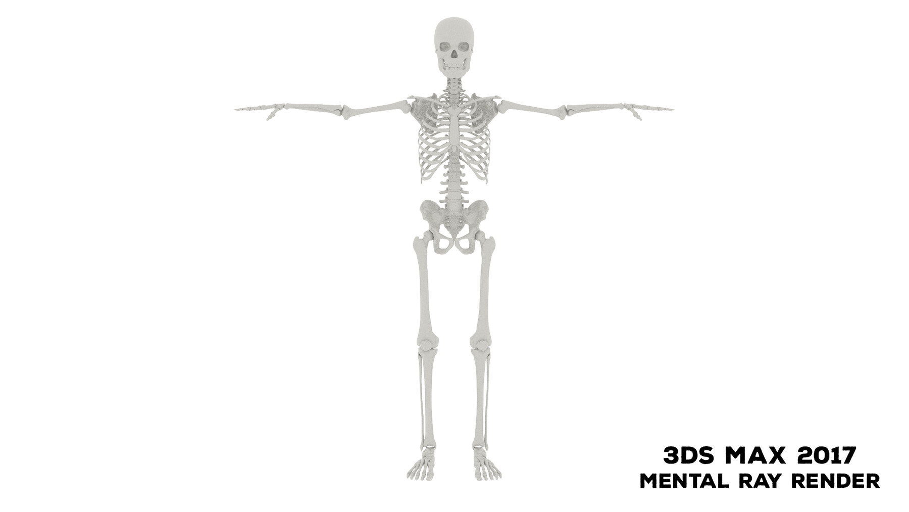 Включи скелет 3. Скелет 3д. Скелет 3д модель. Скелет на белом фоне 3d. Скелет человека 3d STL.