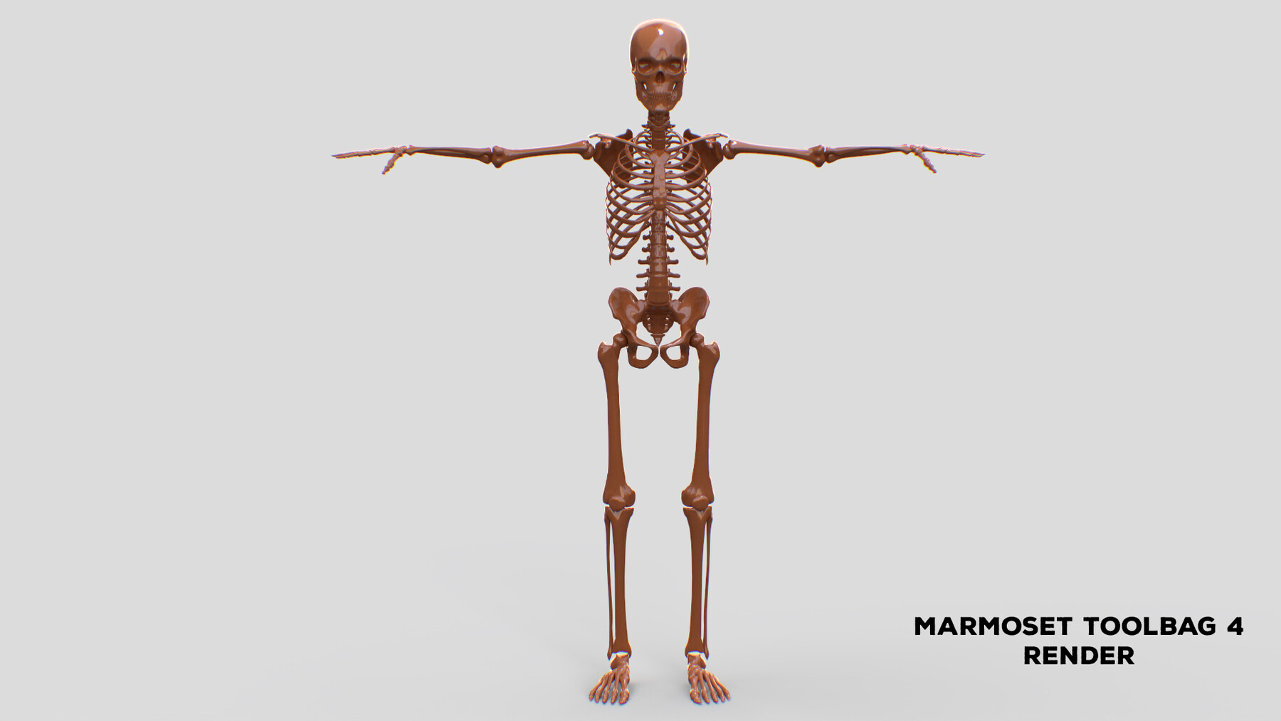Включи скелет 3. Скелет 3д модель. Скелет человека 3d. Модель скелета человека. Скелет в 3/4.