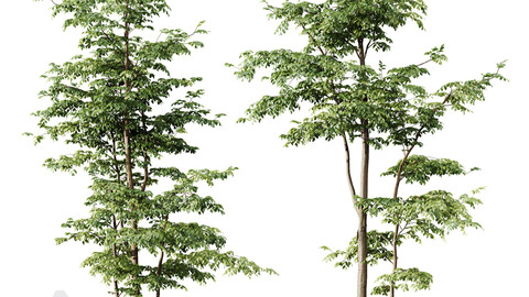 HQ Plants Carpinus Betulus 02