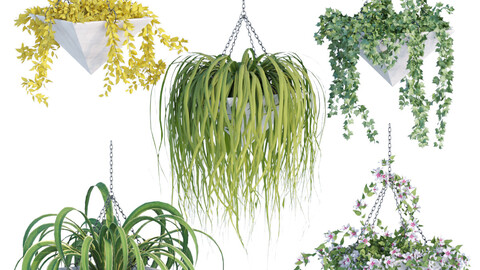 Hanging plant indoor collection vol 46