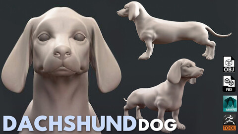 Dachshund Dog  - Topology + UV map