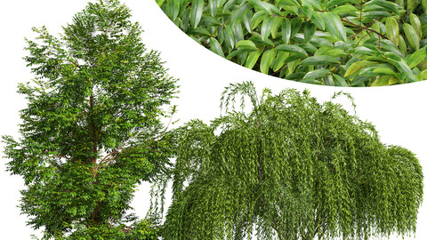 Weeping willow and Black locust