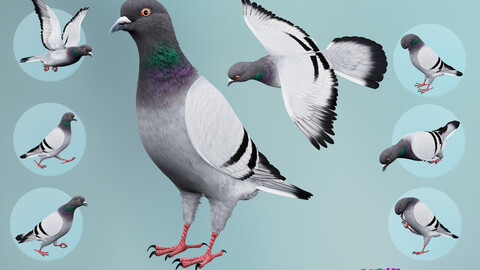 Realistic Animated Rock Pigeon
