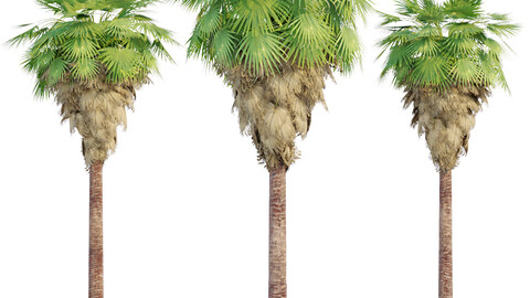 washingtonia filifera palm collection vol 55