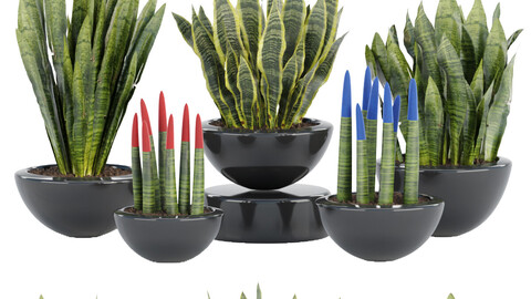 sansevieria plants collection vol 70