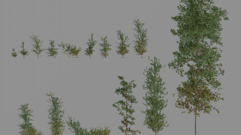 33 high-quality Pine Trees 3D model