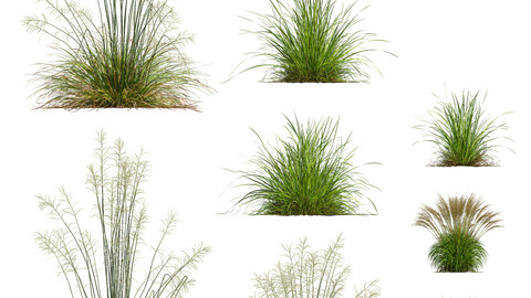 sweetgrasssw eetgrass