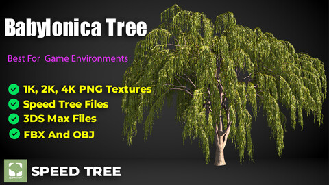 Babylonica Tree(3D Model)