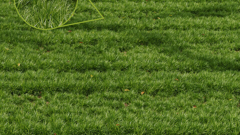 Grass Linear Meadow