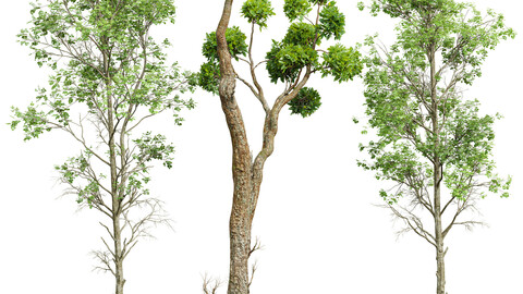 Fagus Sylvatica and Cinnamomum Camphora