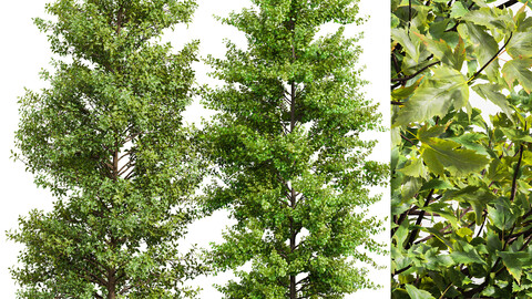 Maidenhair Ginkgo Biloba and Buergerianum spring summer 2 trees