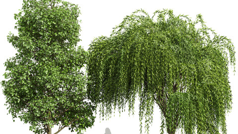 Tulip poplar and Weeping willow 2trees