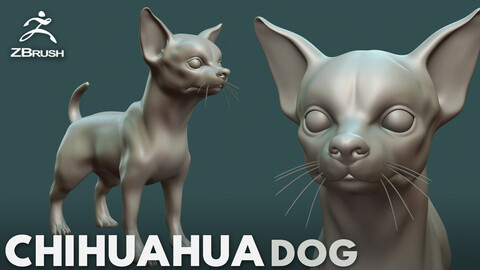 Chihuahua Dog  - Topology + UV map