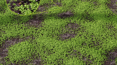 Grass Green Moss Grow Old Ground