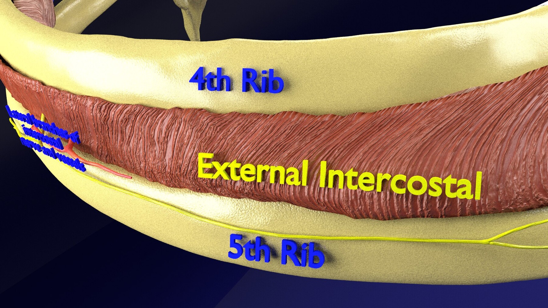 ArtStation - Intercostal space anatomy | Resources