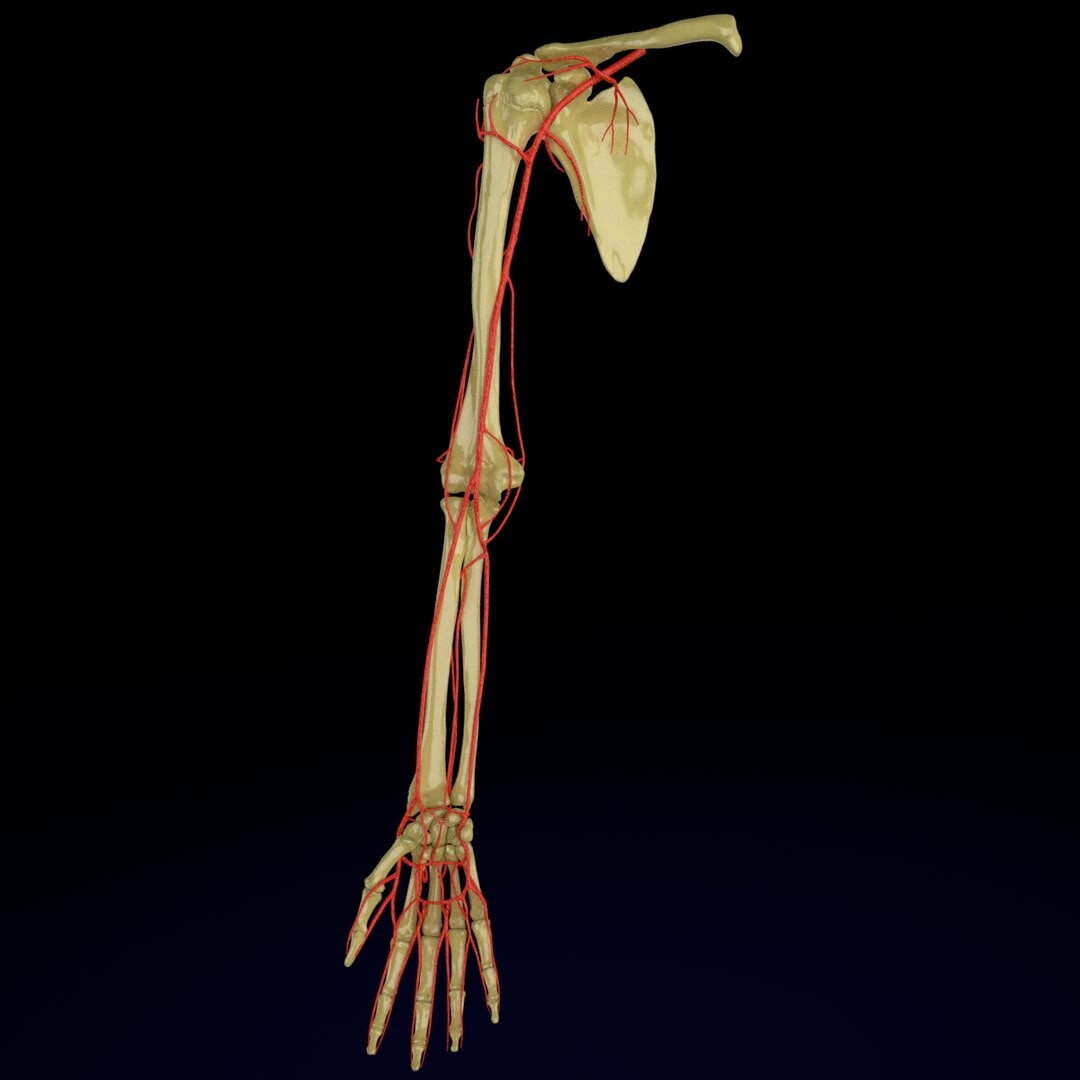 ArtStation - 3D model Upper limb arteries axilla arm forearm hand ...