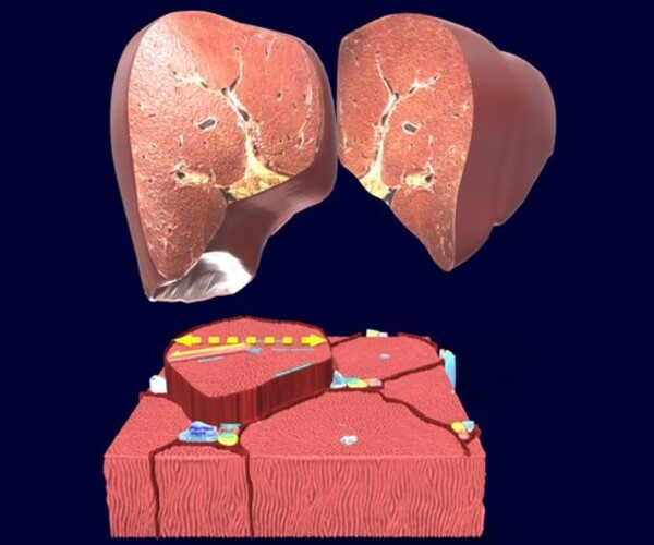 ArtStation - liver lobule histology animated 3D model blend | Resources