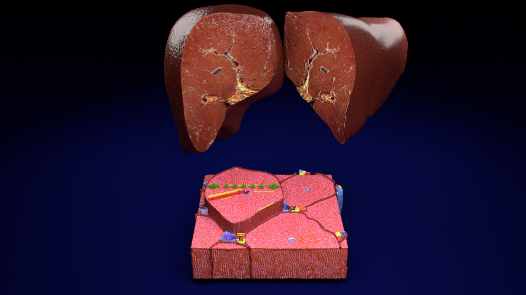 Artstation Liver Lobule Histology Animated 3d Model Blend Resources 8510