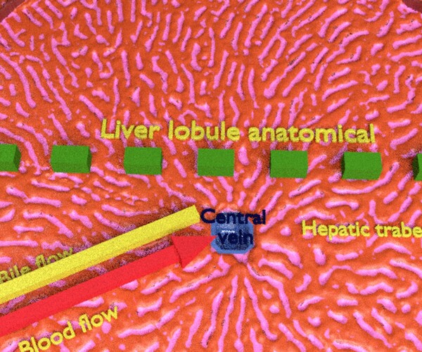 Artstation Liver Lobule Histology Animated 3d Model Blend Resources