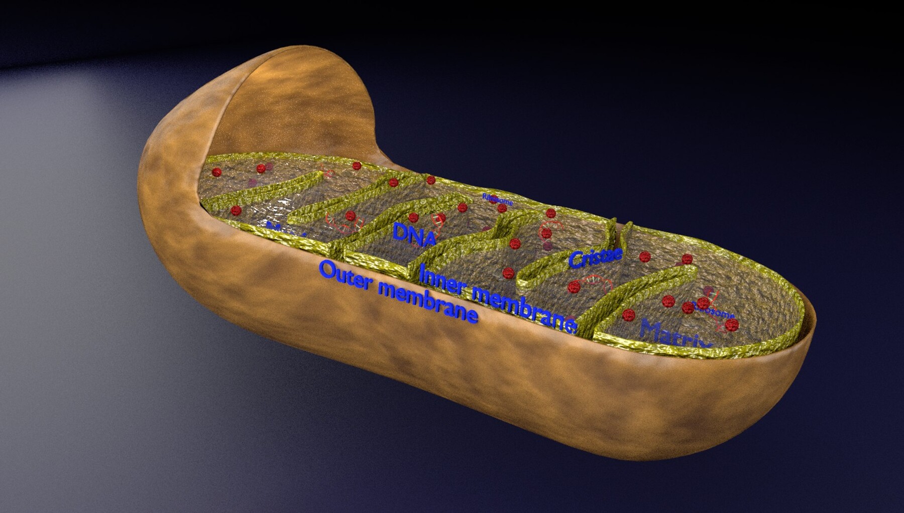 ArtStation - Mitochondria Microscopy detailed labelled 3D model | Resources