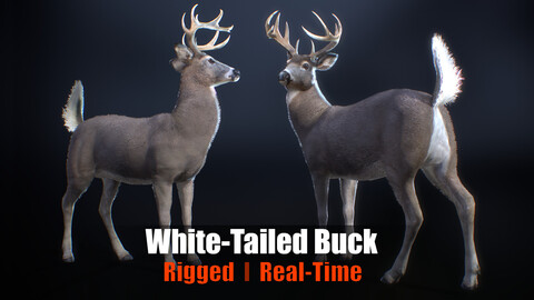 White-tailed Deer ( Buck ) Rig for Real time Games and Cinematics ( Fur Shells )