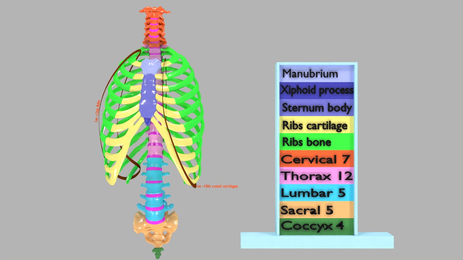 ArtStation - ribs and vertebrae color coded animated | Resources