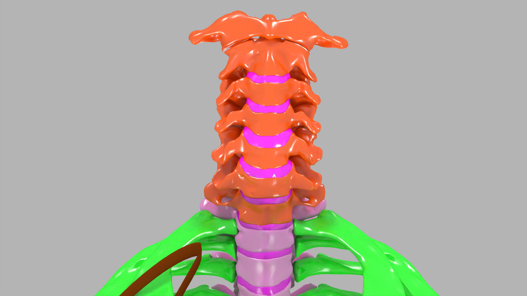 ArtStation - ribs and vertebrae color coded animated | Resources