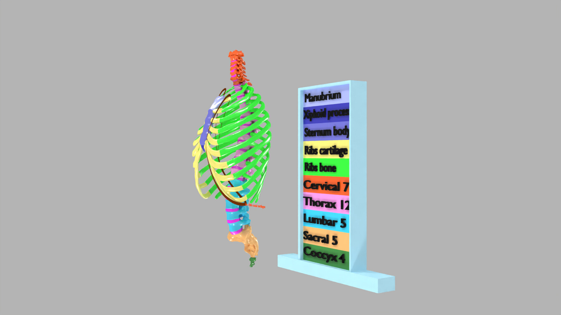 ArtStation - ribs and vertebrae color coded animated | Resources