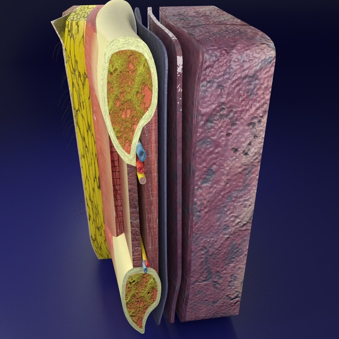 Artstation Thorax Thoracic Wall Layers Animated Resources