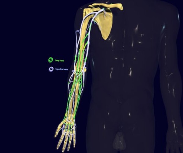 ArtStation - Venous drainage upper limb- vein model | Resources