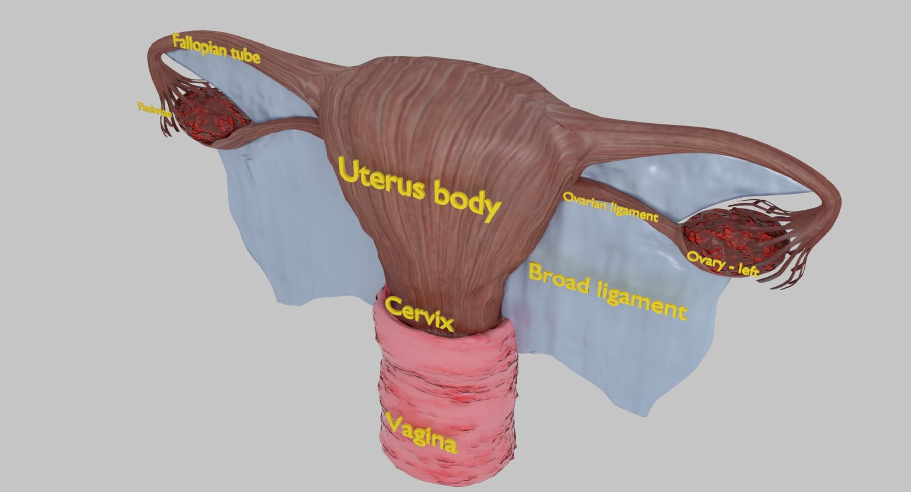 Artstation Uterus Anatomy 3d Model Resources 4855