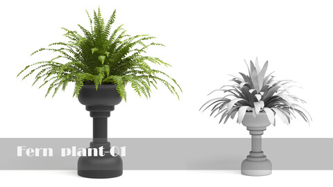 FERN PLANT-01