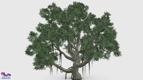 Chinese Banyan Tree-S1