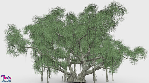 Chinese Banyan Tree-S3