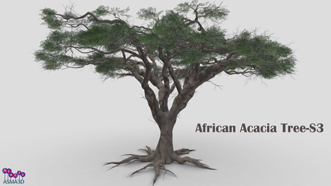 African Acacia Tree-S3