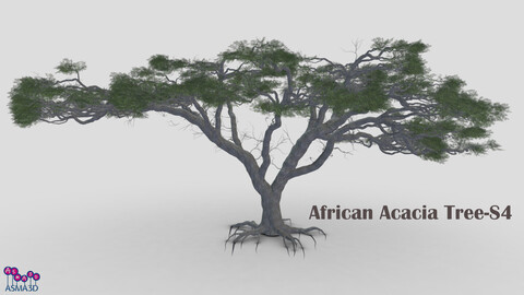 African Acacia Tree-S4