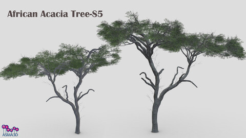 African Acacia Tree-S5