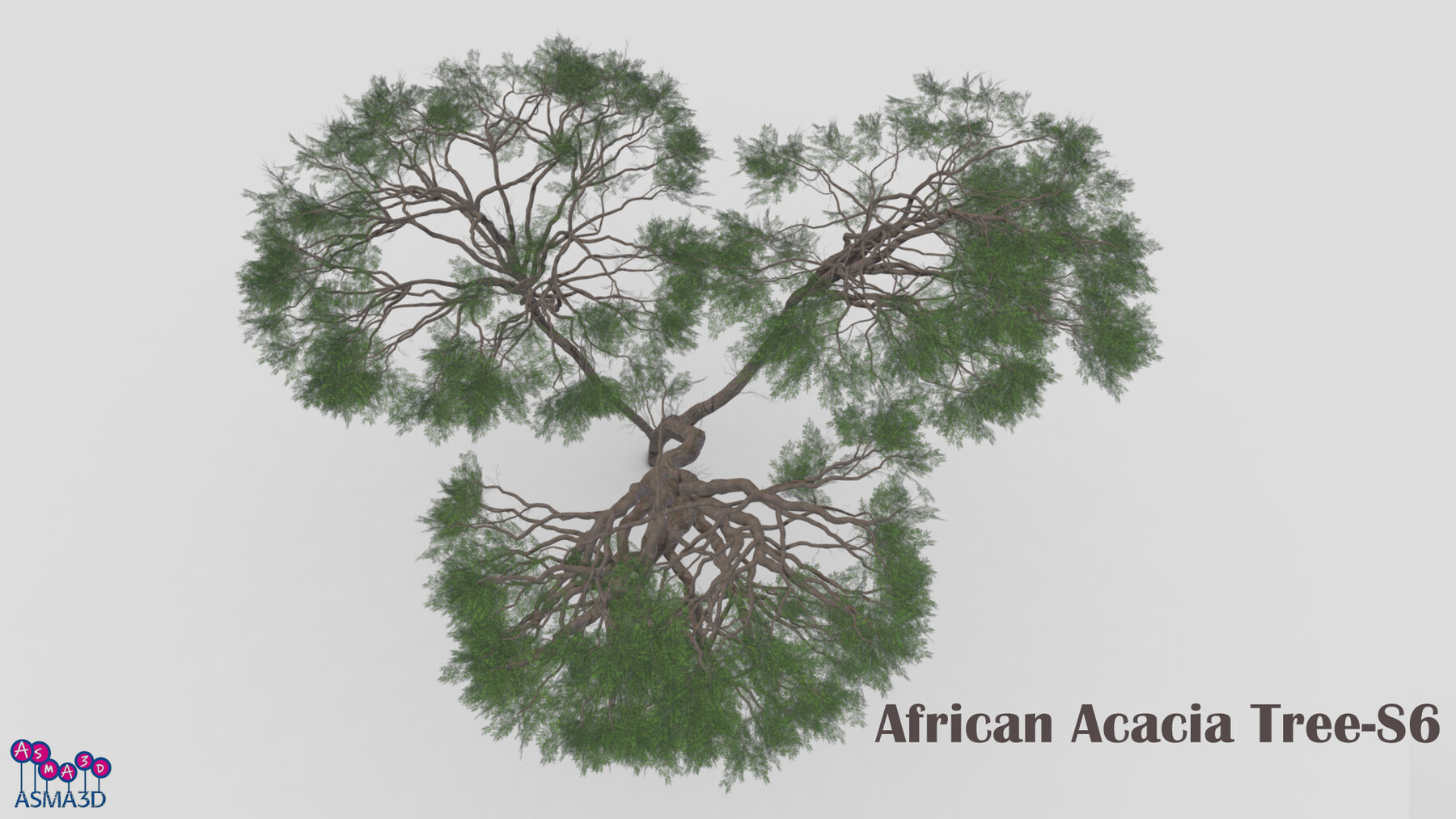 ArtStation African Acacia Tree S6 Game Assets   File 